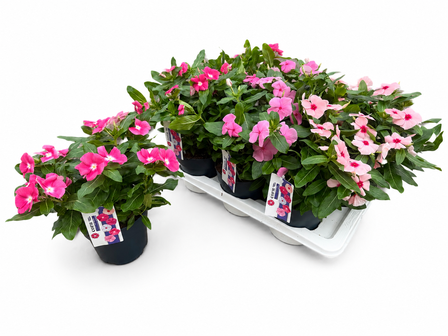 Catharanthus Titan-Ium mix 30cm 17cm Pot