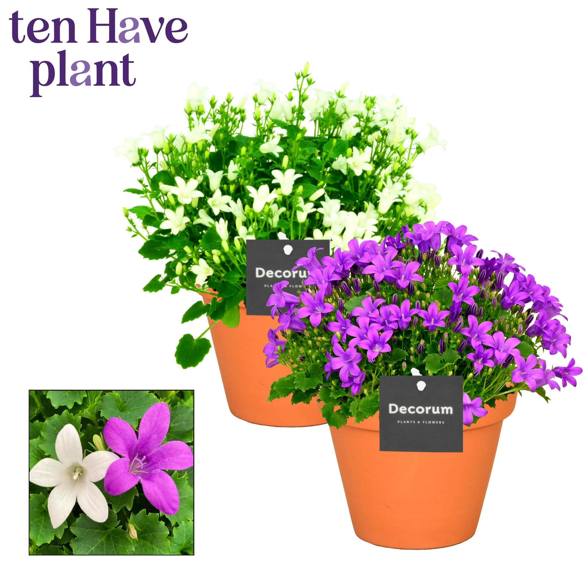 Campanula Hybrid 22cm 13cm Pot