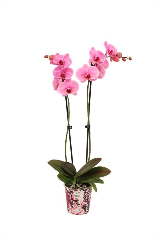 Phalaenopsis Hybrid 55cm 12cm Pot