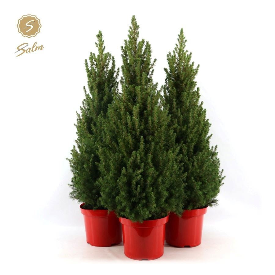 Picea gl. December 100cm 26cm Pot