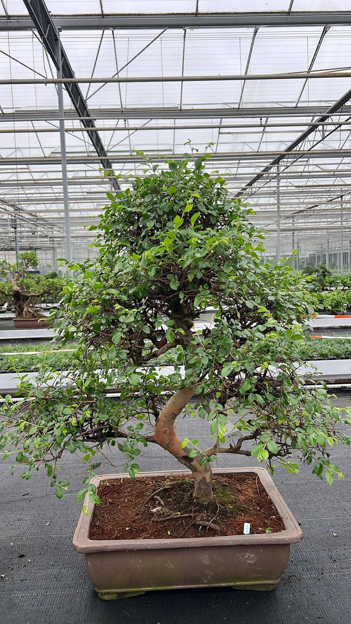 Zelkova sp. Bonsai 90cm 50cm Pot