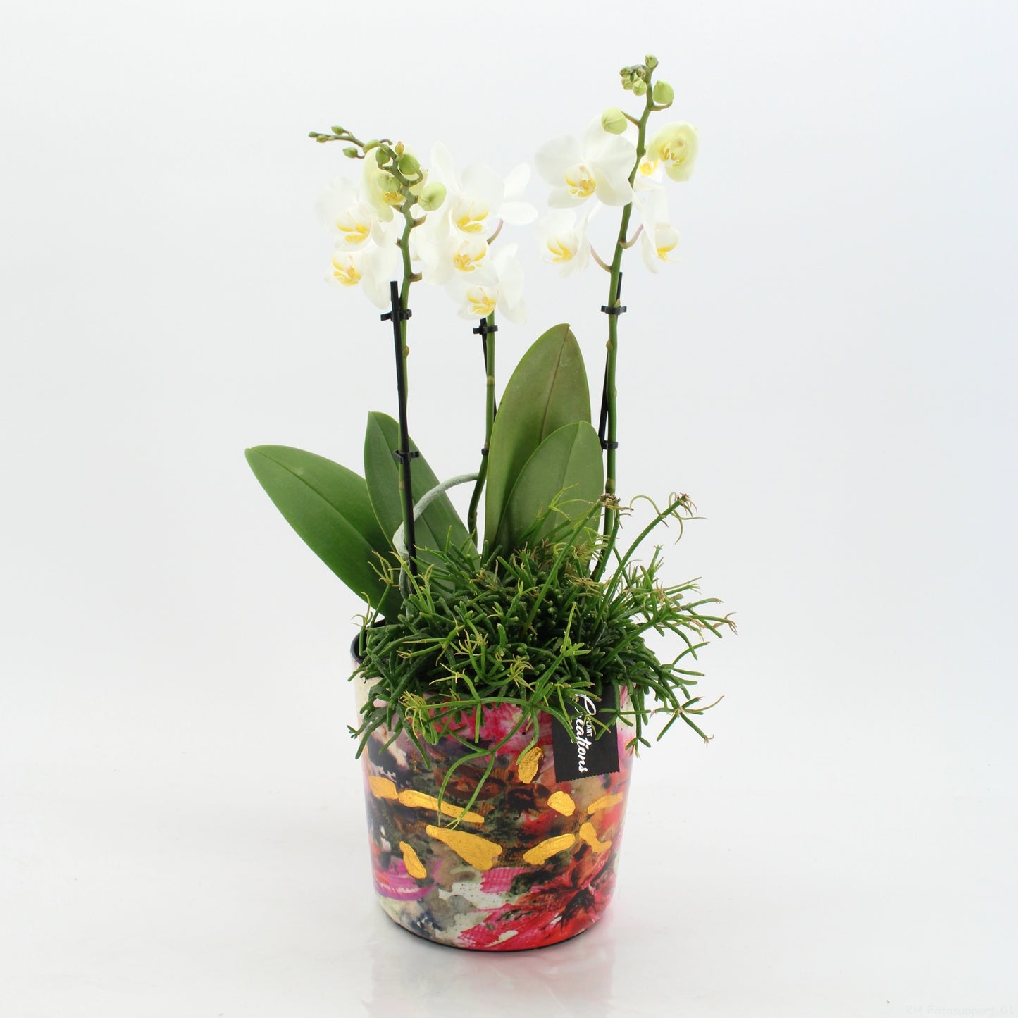 Phalaenopsis arrangement 55cm 17cm Pot