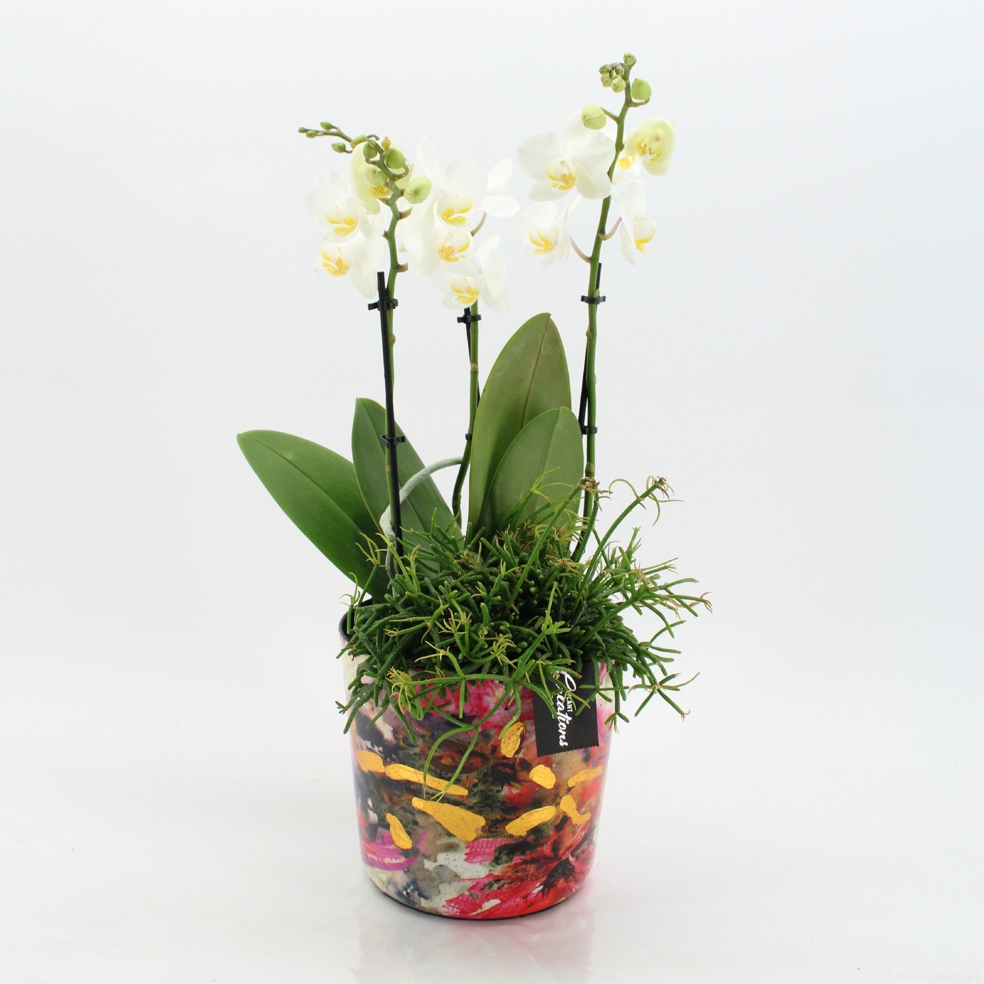 Phalaenopsis arrangement 55cm 17cm Pot