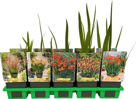 Crocosmia Red King 25cm 11cm Pot
