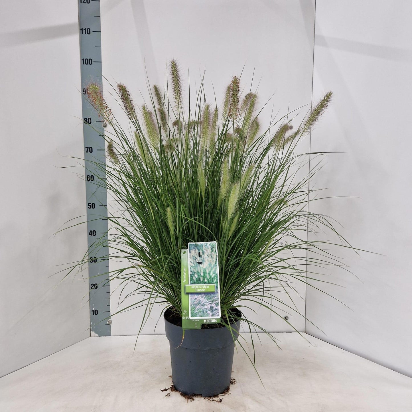 Pennisetum Hameln 85cm 23cm Pot