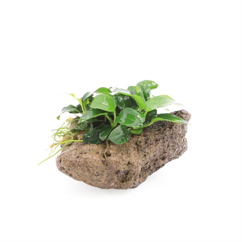 Waterplkw R. Moerings Anubias barteri Pack of 3