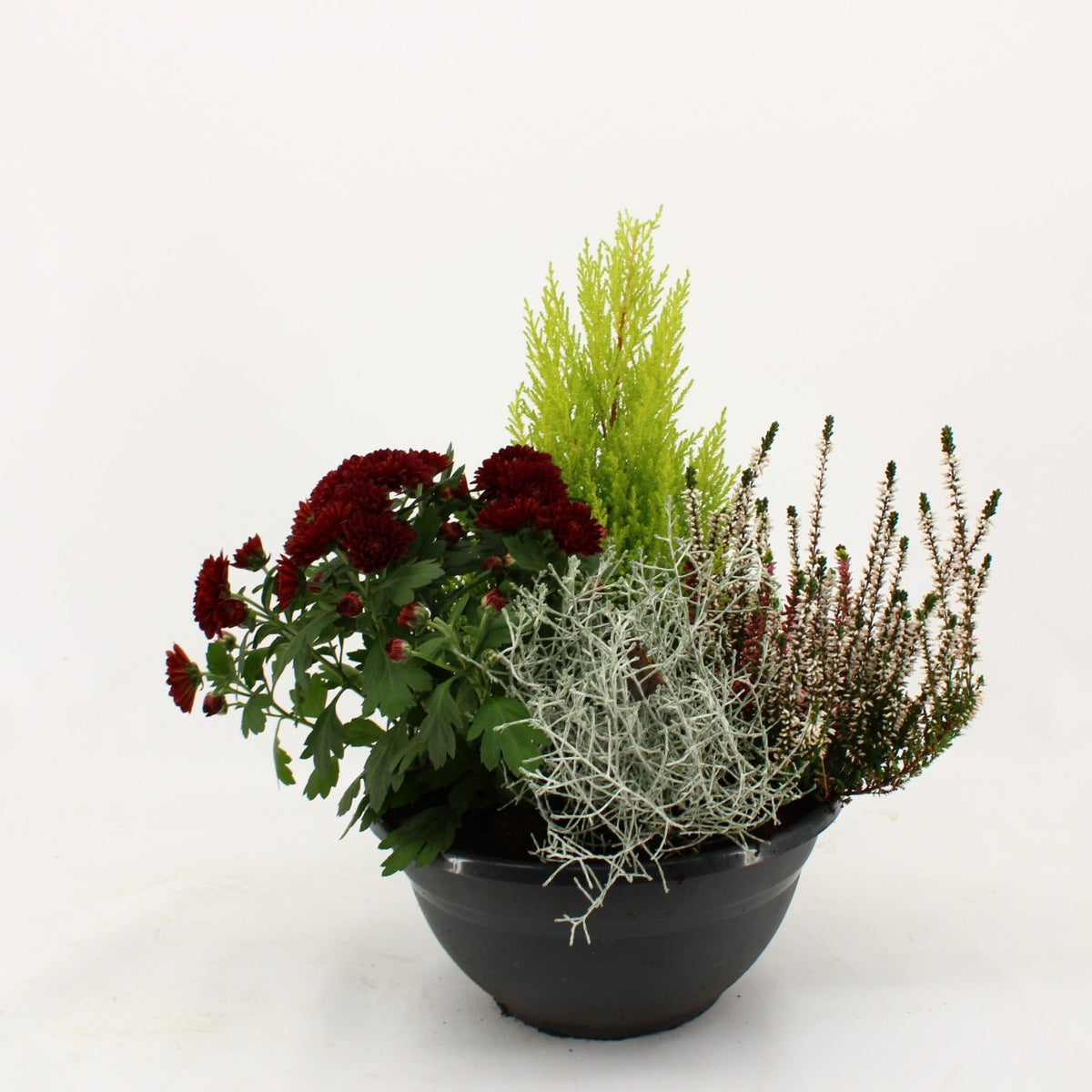 Bedding plants mixpot 40cm 27cm Pot