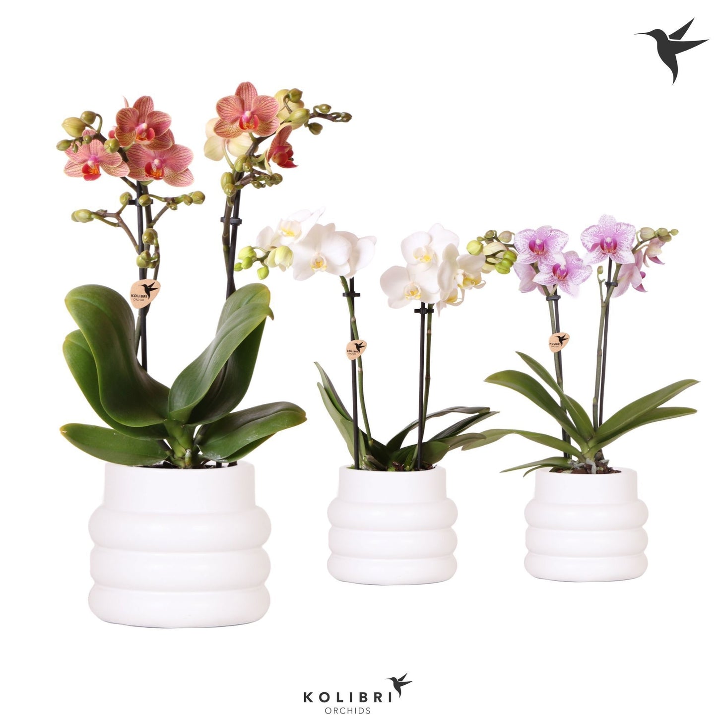Phalaenopsis mix 40cm 9cm Pot