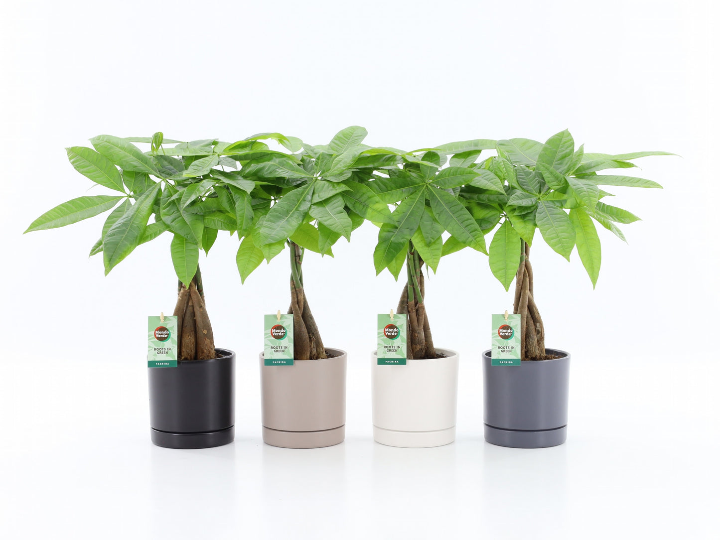 Pachira aquatica 50cm 13cm Pot