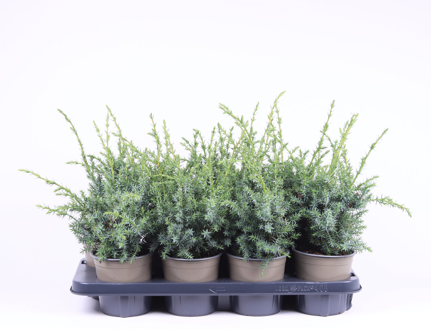 Juniperus Blue Alps 30cm 13cm Pot