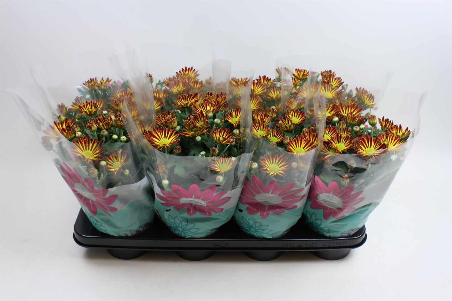 Chrysanthemum Rainbow Circus 27cm 14cm Pot