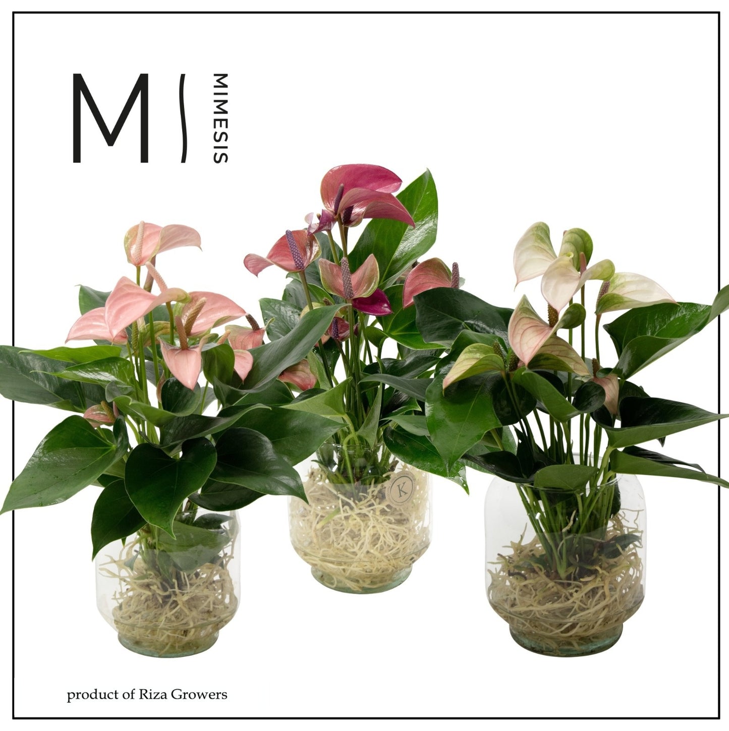 arr. Anthurium 20cm 10cm Pot