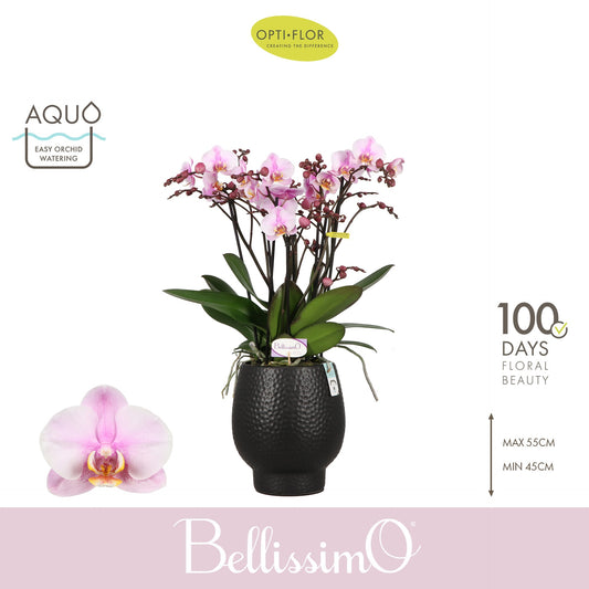 Phalaenopsis pink 50cm 15cm Pot