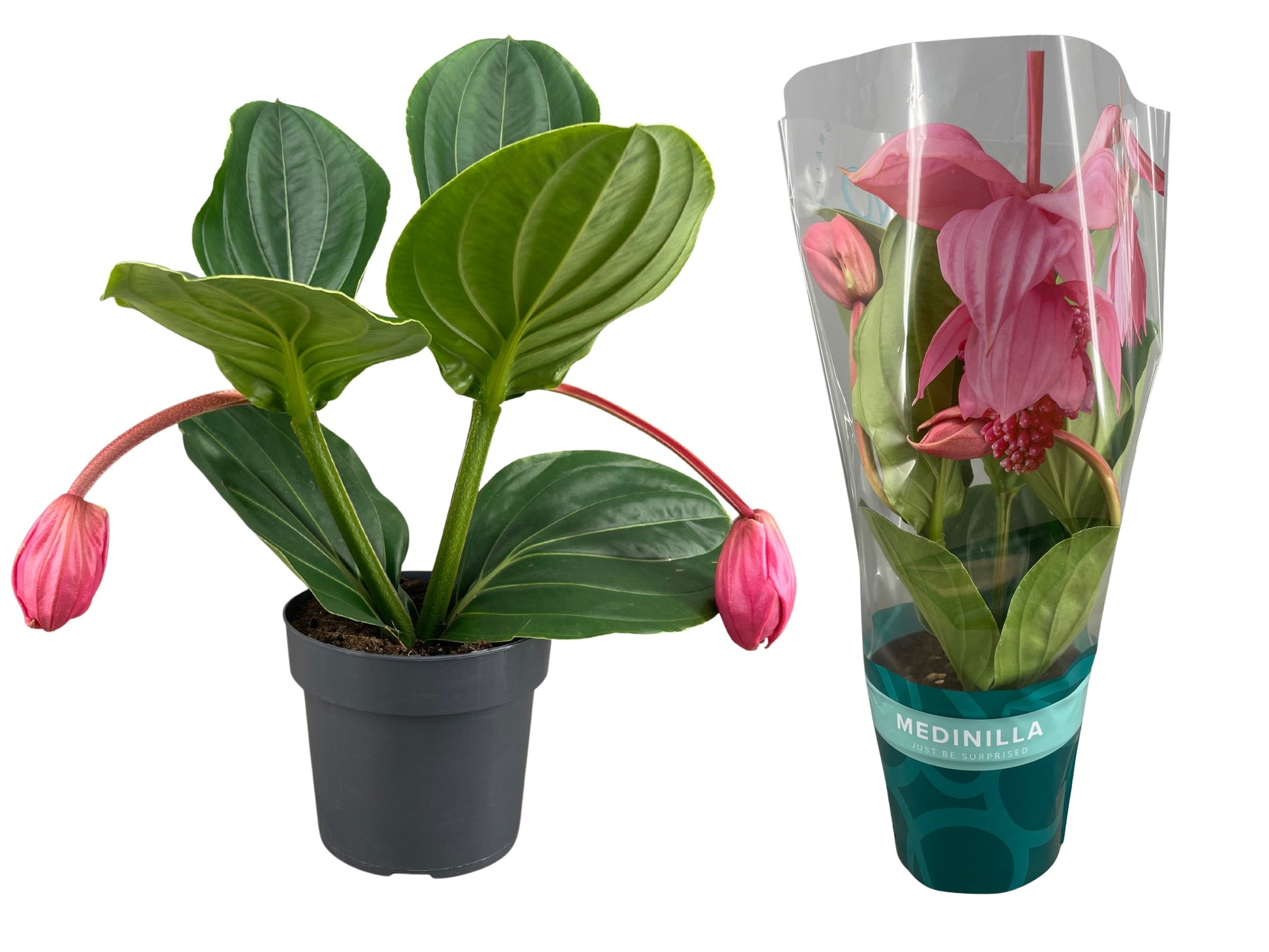 Medinilla Flamenco 40cm 17cm Pot