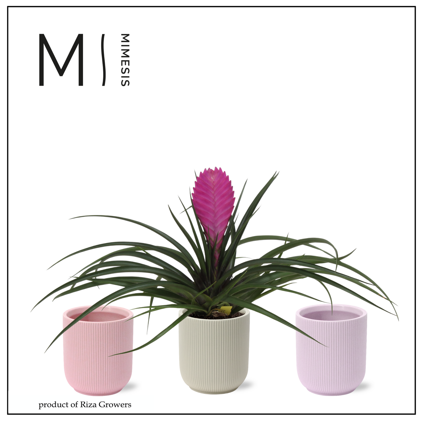 Tillandsia Vincent 33cm 12cm Pot