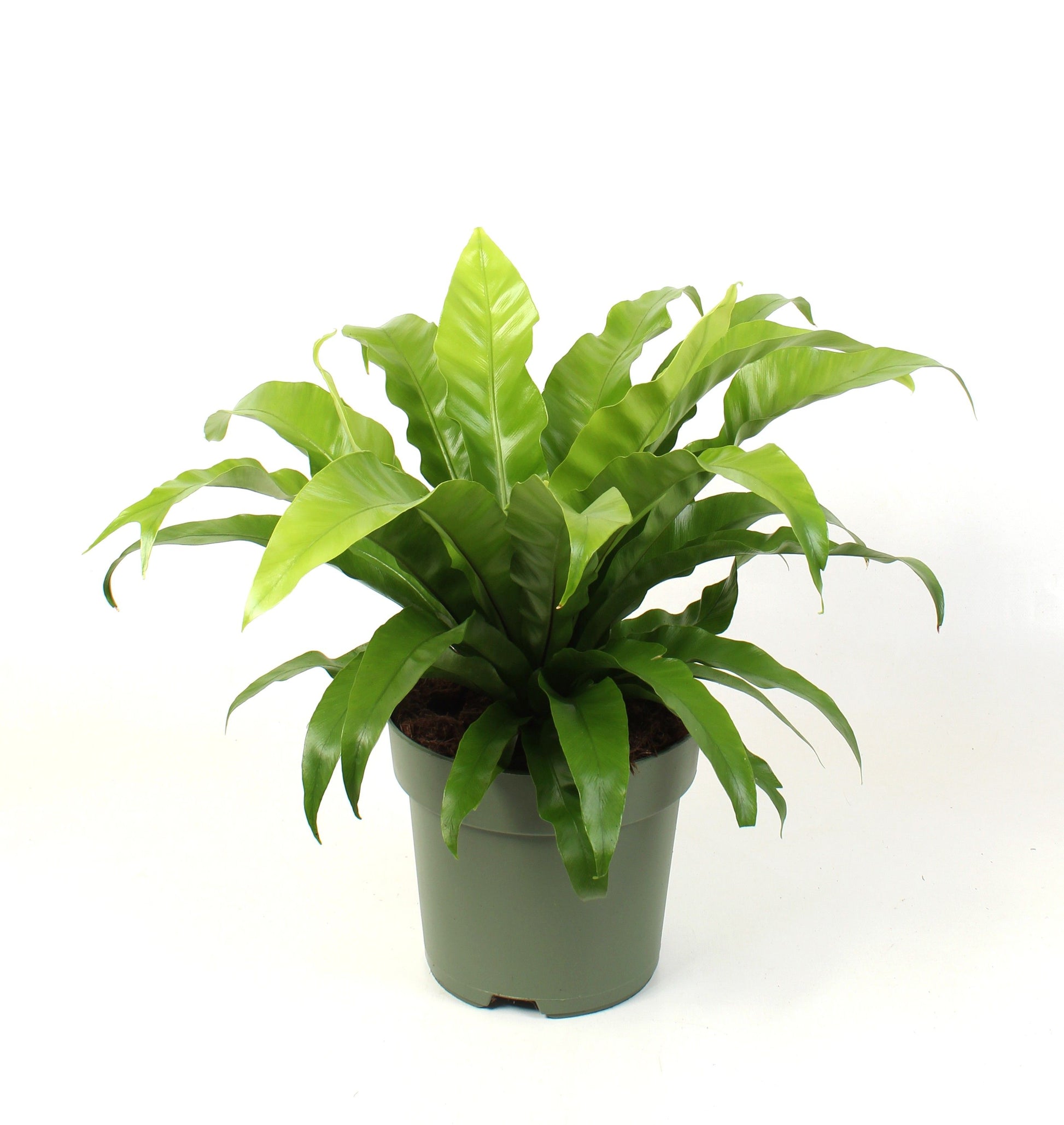 Asplenium antiquum 50cm 21cm Pot
