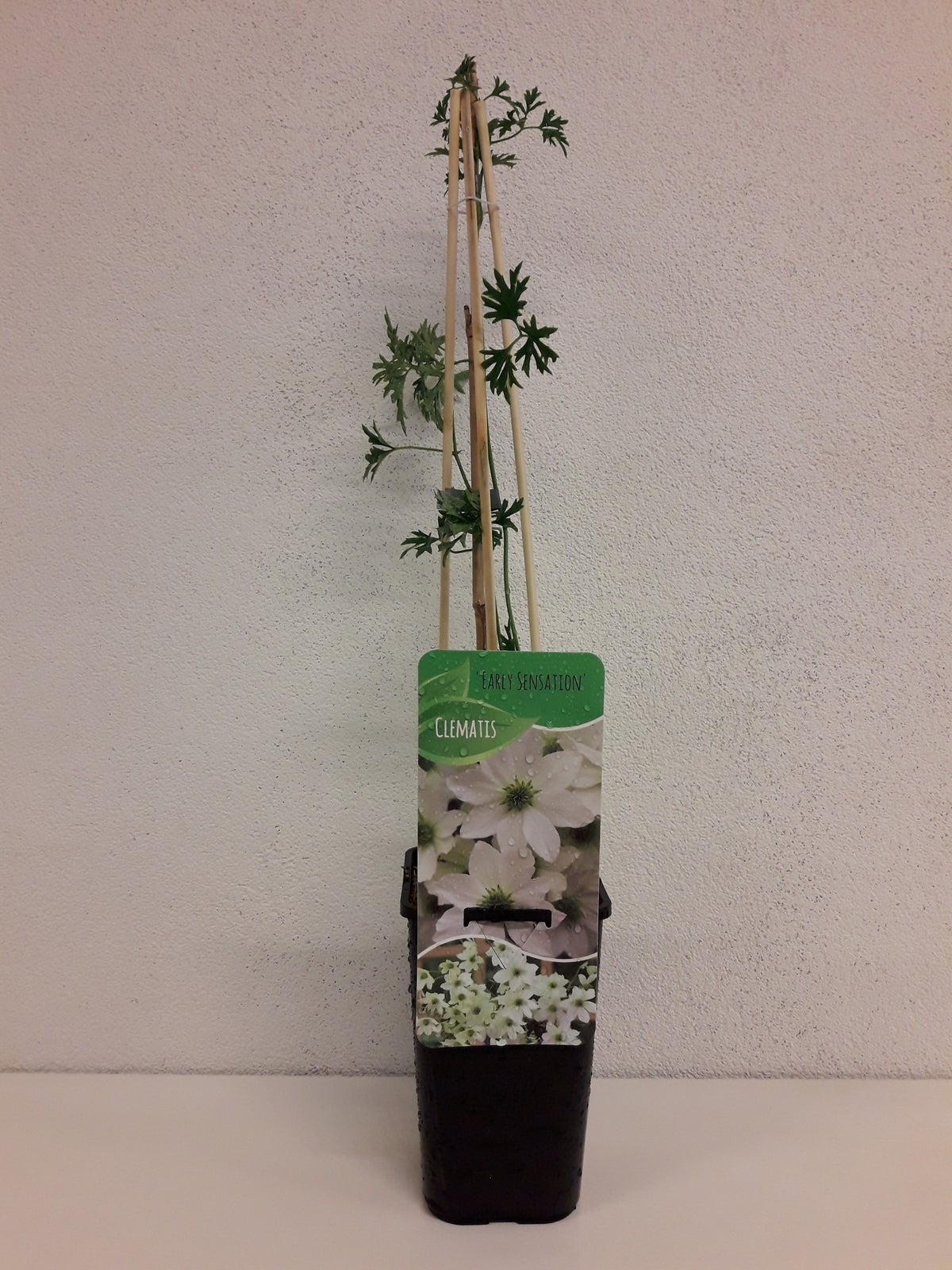 Clematis Early Sensation 60cm 14cm Pot
