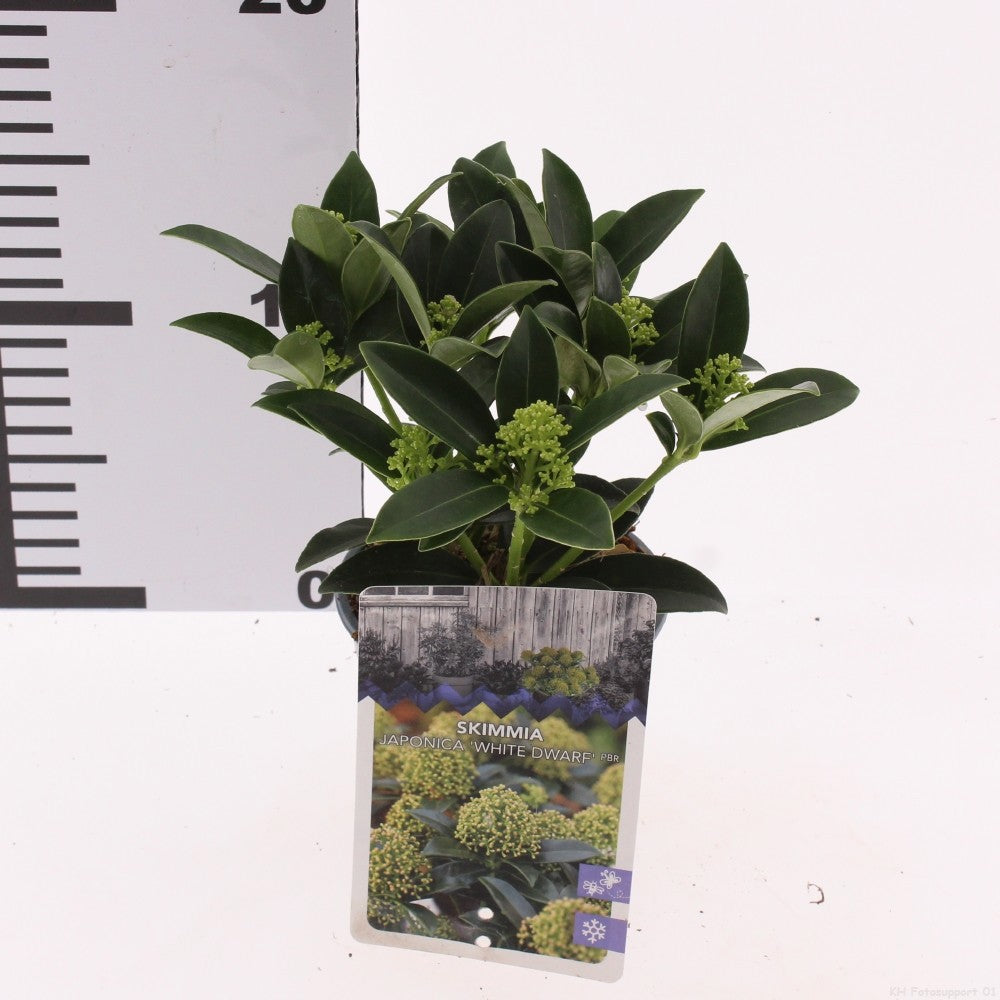 Skimmia japonica White Dwarf 10cm 509cm Pot