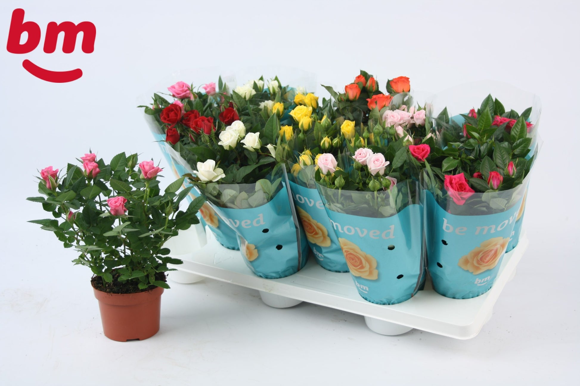 Rosa Beau Monde mix 25cm 10.5cm Pot