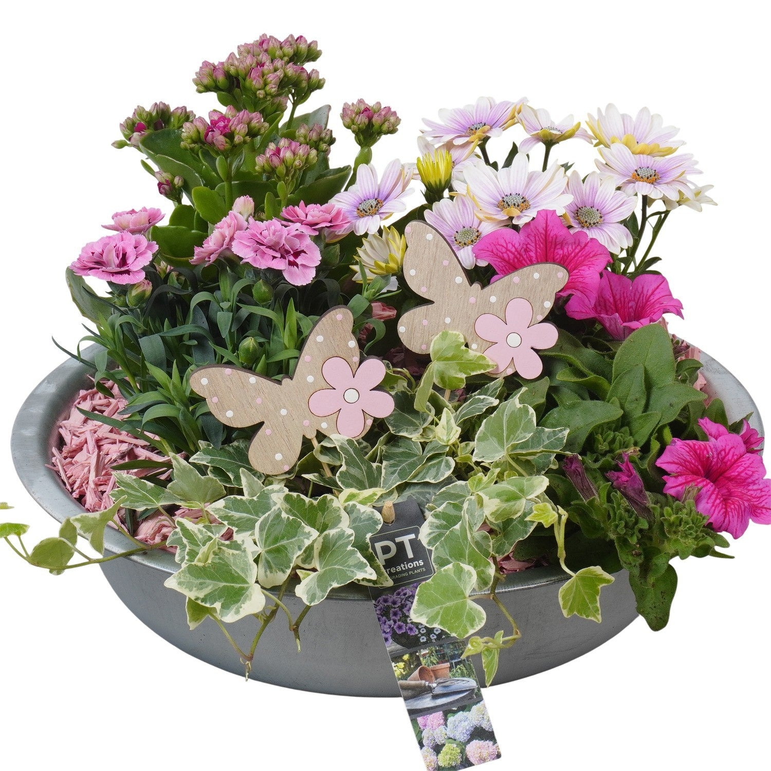 arr. PM196 24cm 36cm Pot
