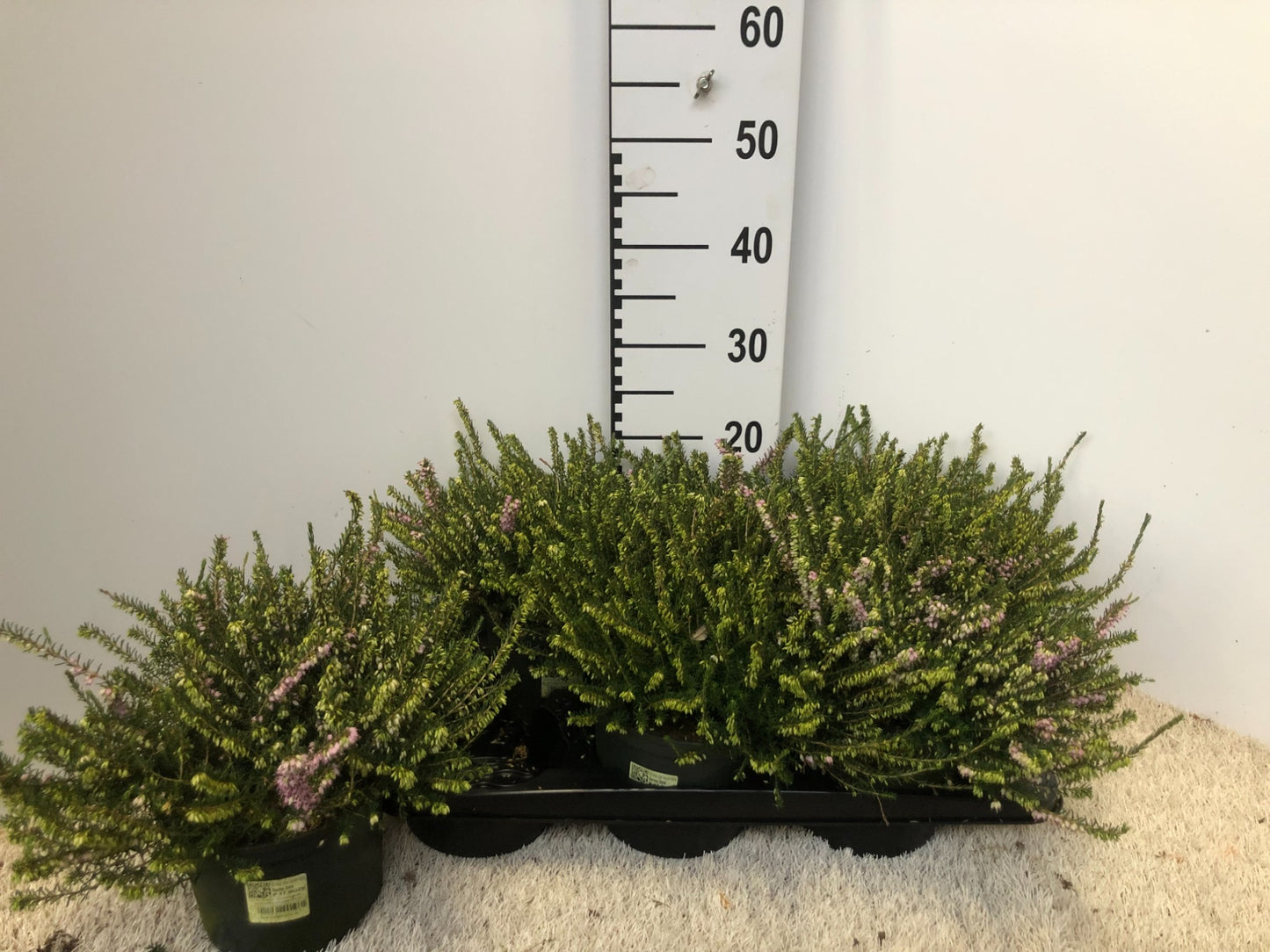 Erica Darley Dale 38cm 17cm Pot