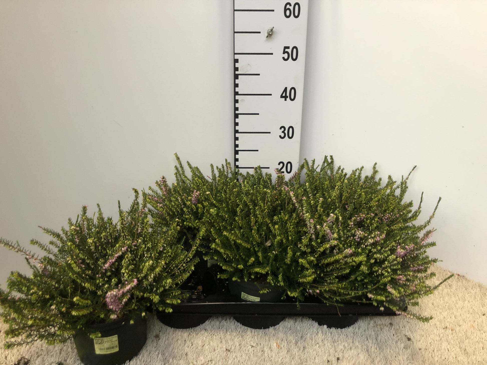 Erica Darley Dale 38cm 17cm Pot