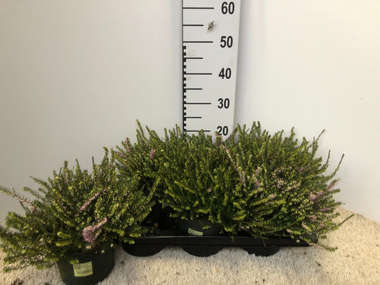 Erica Darley Dale 38cm 17cm Pot