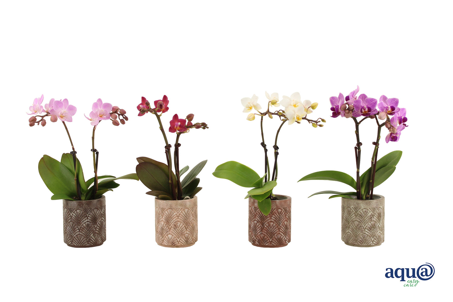 Phalaenopsis mf. mix (+ drp.ceramic) 17cm 6cm Pot