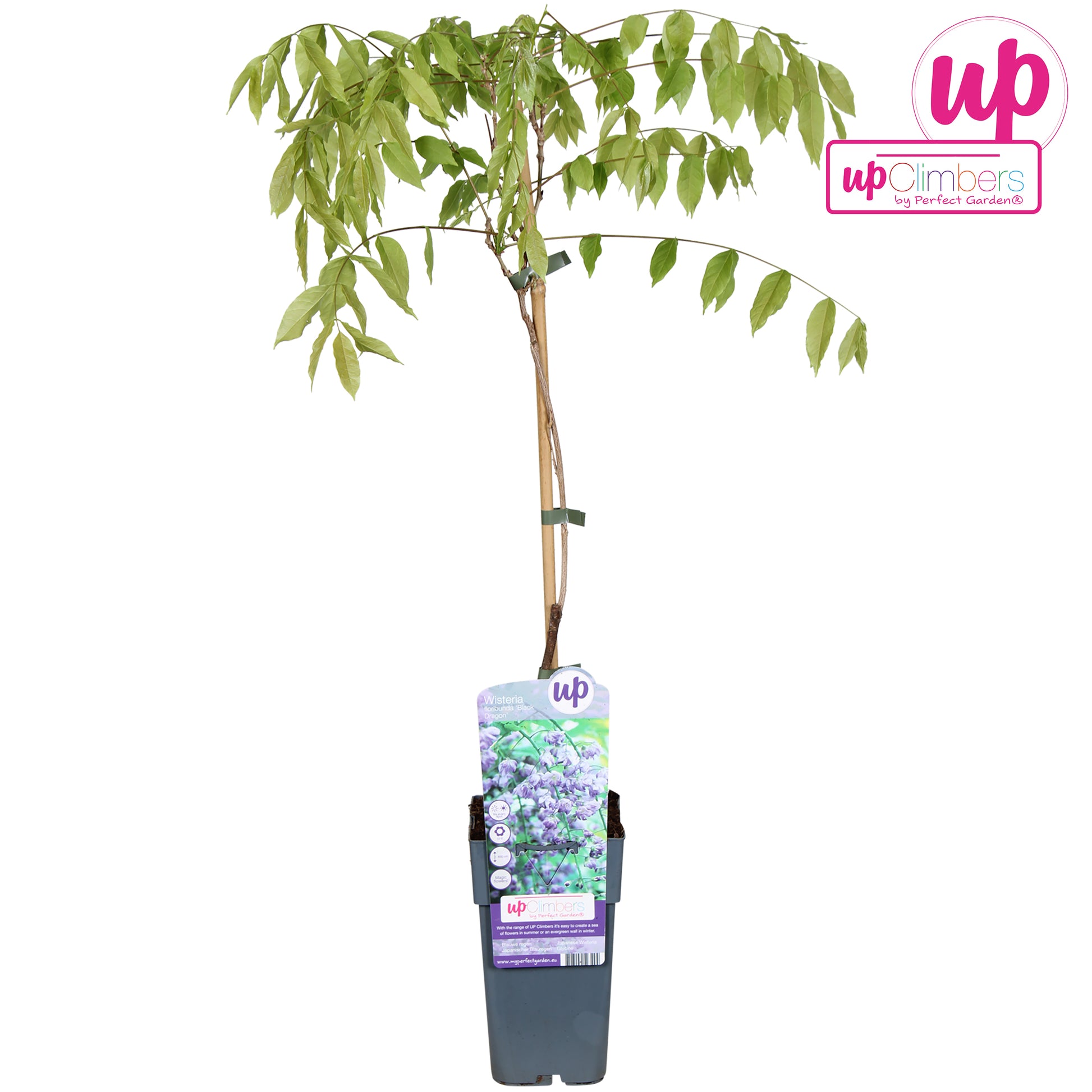 Wisteria floribunda Black Dragon 70cm 15cm Pot