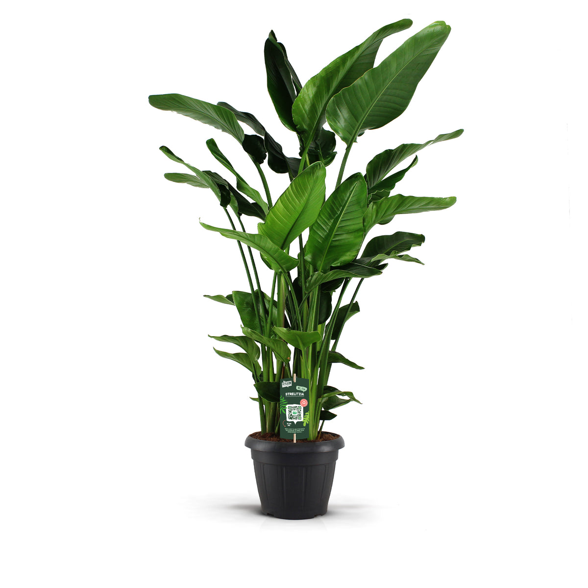 Strelitzia nicolai 190cm 35cm Pot