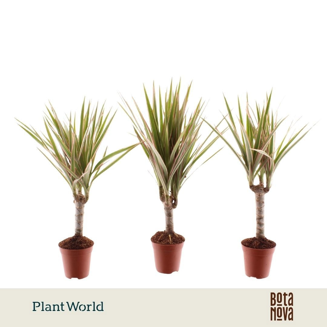 Plantworld Jogrow Dracaena Bicolor Pack of 20