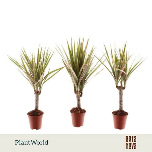 Plantworld Jogrow Dracaena Bicolor Pack of 20