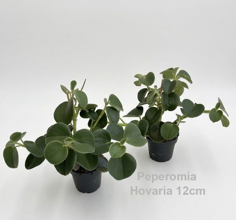 Peperomia caperata 30cm 12cm Pot