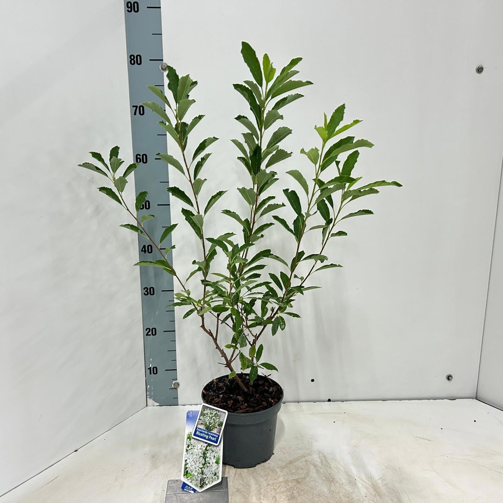 Exochorda racemosa 75cm 17cm Pot