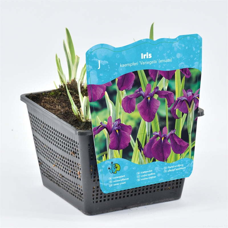 Waterplkw R. Moerings Iris kaemferi Variegata Pack of 3