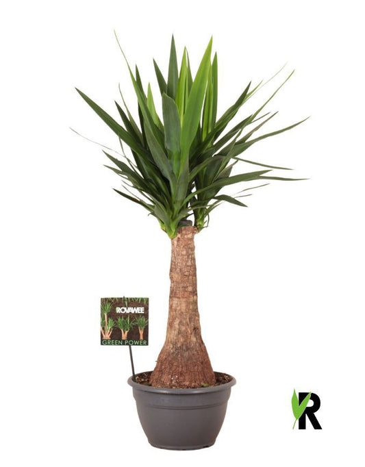 Yucca branched 90cm 26cm Pot
