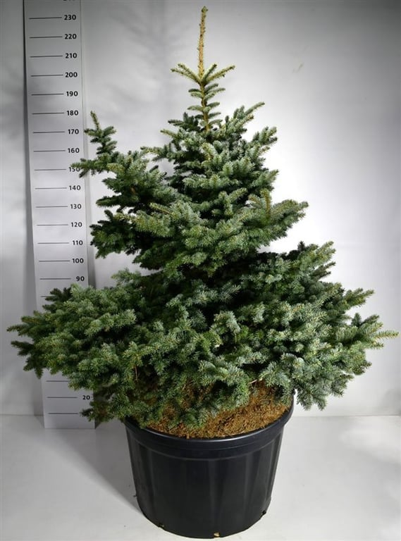 Picea 220cm 83cm Pot