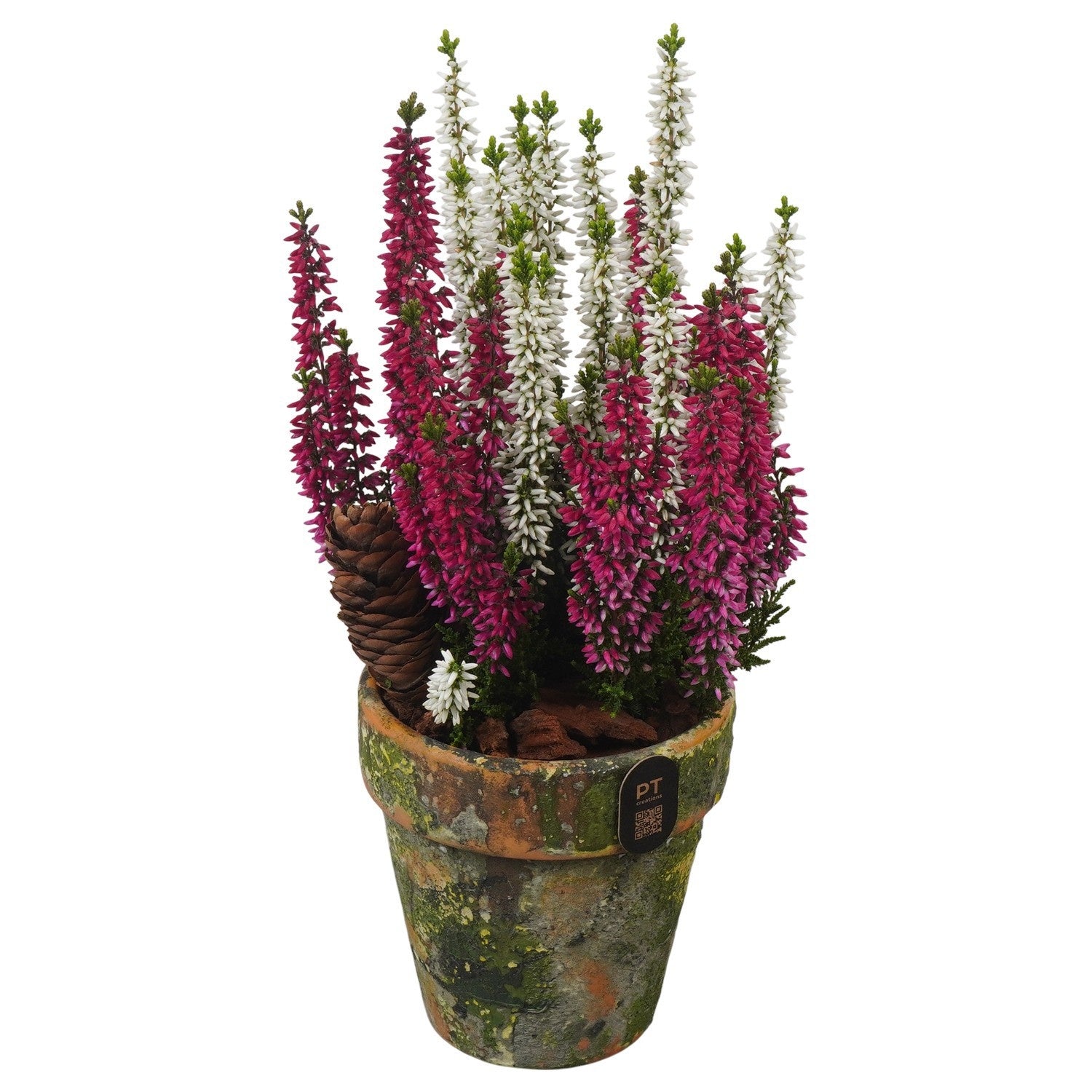 Outdoor arrangement 30cm 10cm Pot
