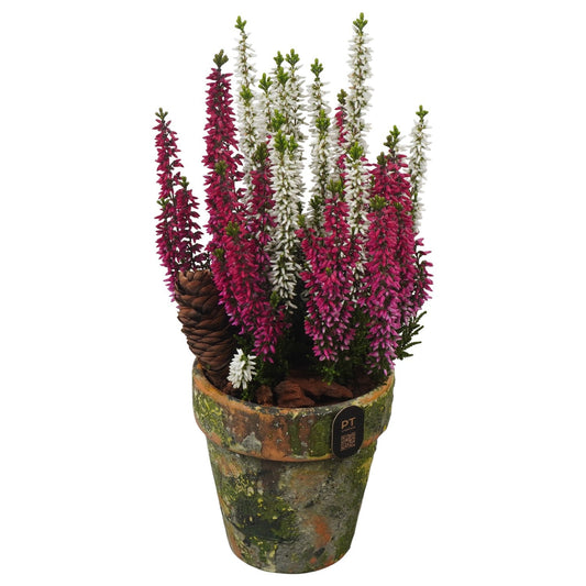 Outdoor arrangement 30cm 10cm Pot