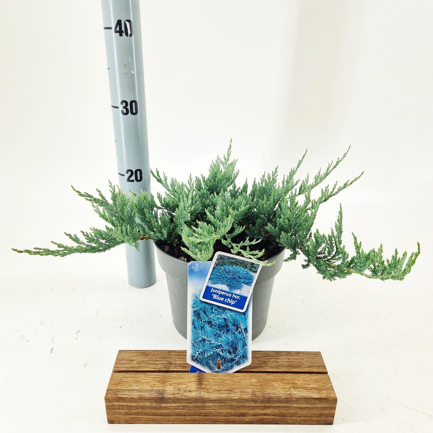 Juniperus Blue Chip 25cm 19cm Pot