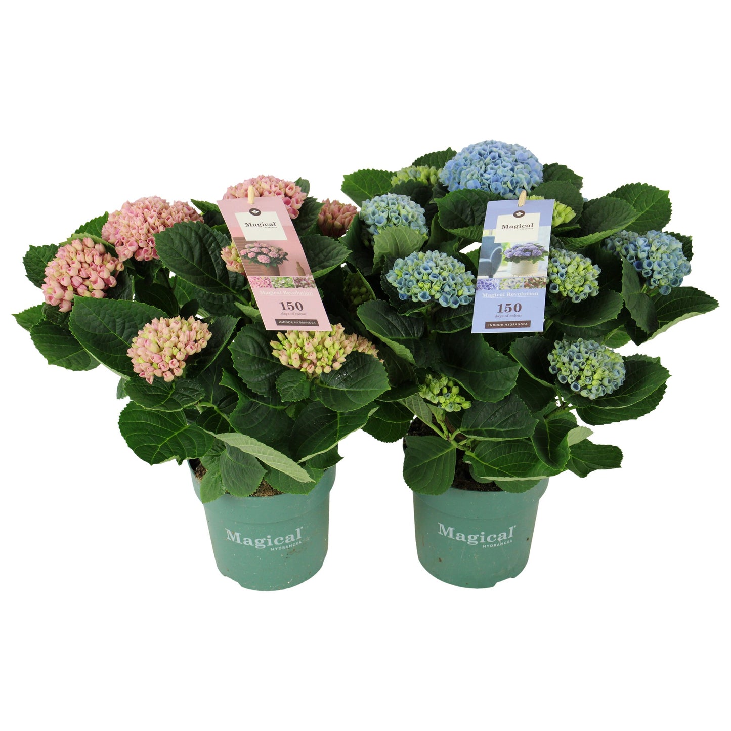 Hydrangea macrophylla Magical Revolution 35cm 14cm Pot