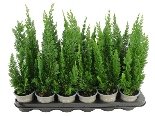 Chamaecyparis Little Spire 20cm 9cm Pot