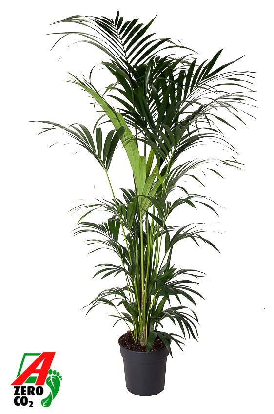 Howea forsteriana 220cm 31cm Pot
