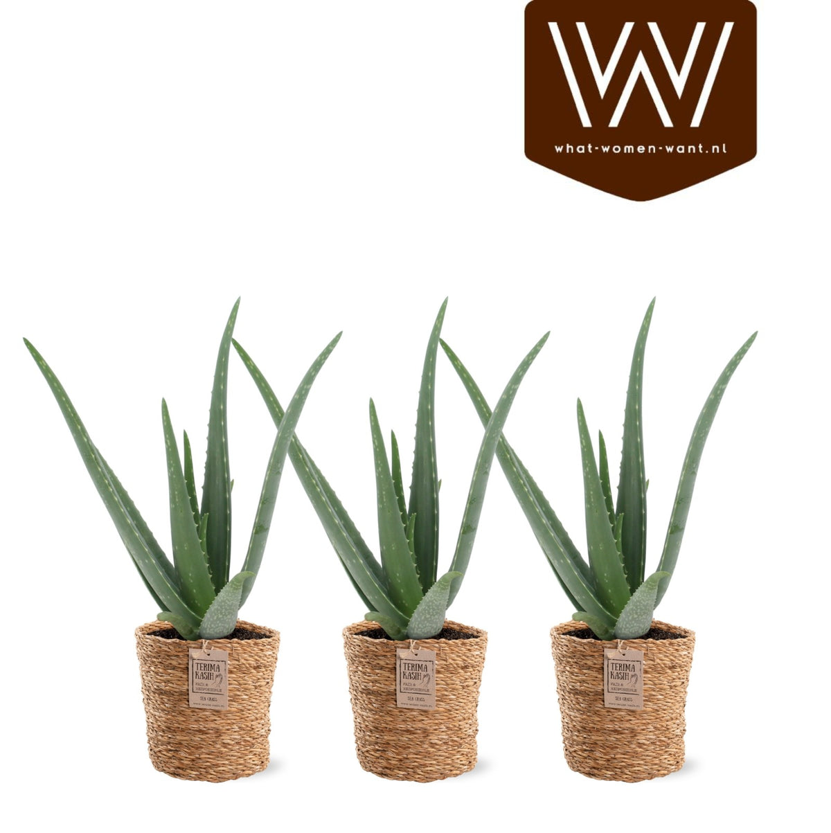 Aloe vera 40cm 13cm Pot