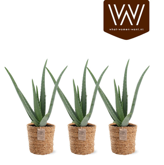 Aloe vera 40cm 13cm Pot