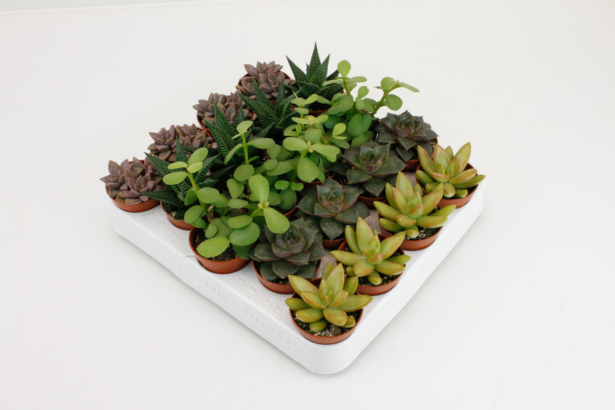 Succulents mix on row 10cm 5.5cm Pot