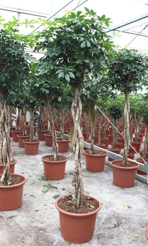 Schefflera Compacta 220cm 50cm Pot
