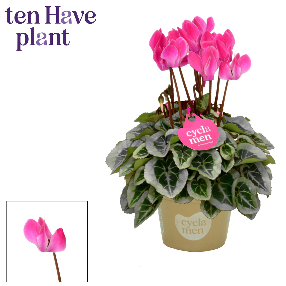 Cyclamen Picasso 25cm 10.5cm Pot