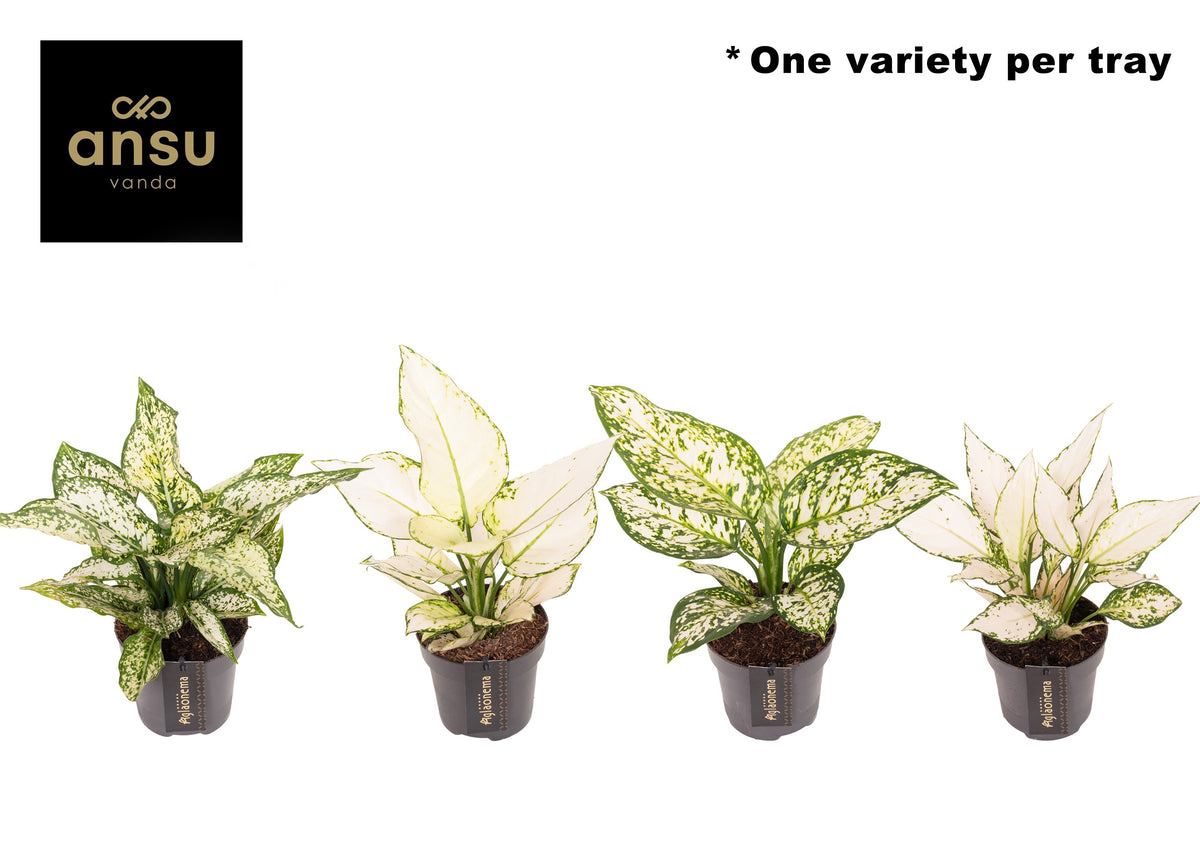 Aglaonema mix 35cm 12cm Pot