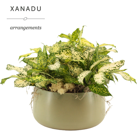 Xanadu Nassau 30cm 24cm Pot